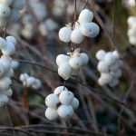 Schneebeere: Pflanzen, Schneiden und Pflegen