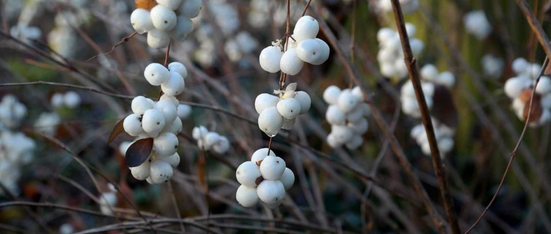 Schneebeere: Pflanzen, Schneiden und Pflegen