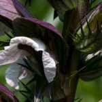 Akanthus: Pflanzen, Pflegen und Vermehren