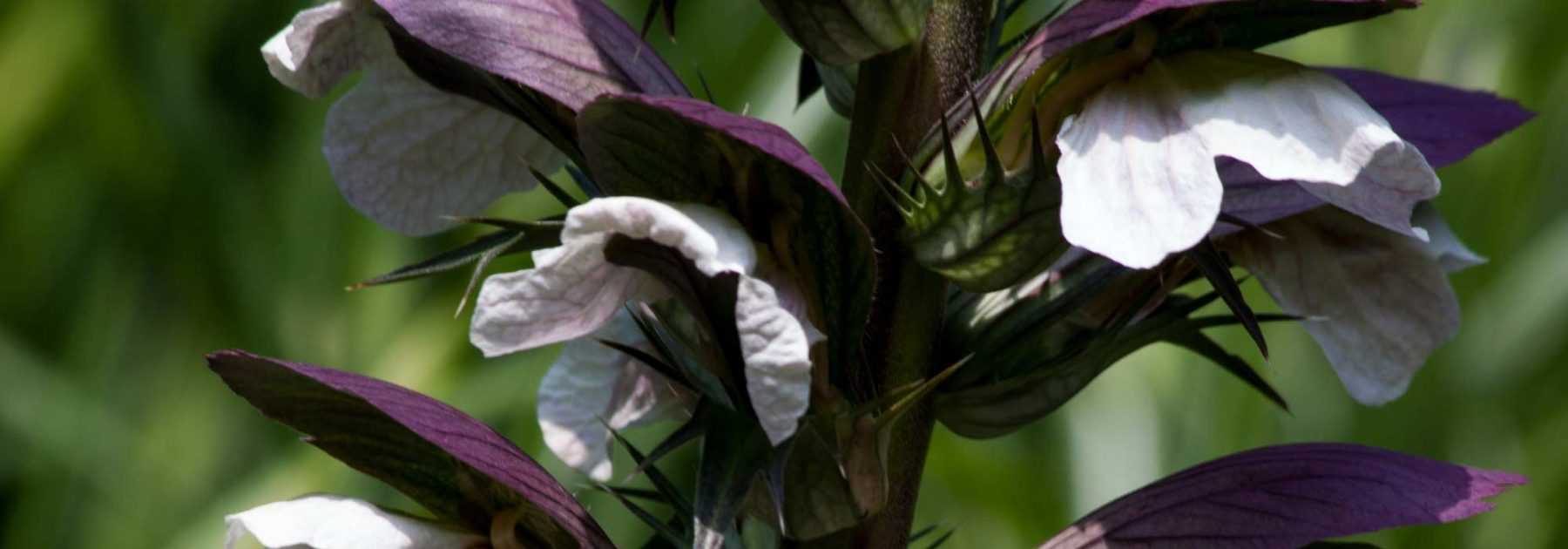 Akanthus: Pflanzen, Pflegen und Vermehren