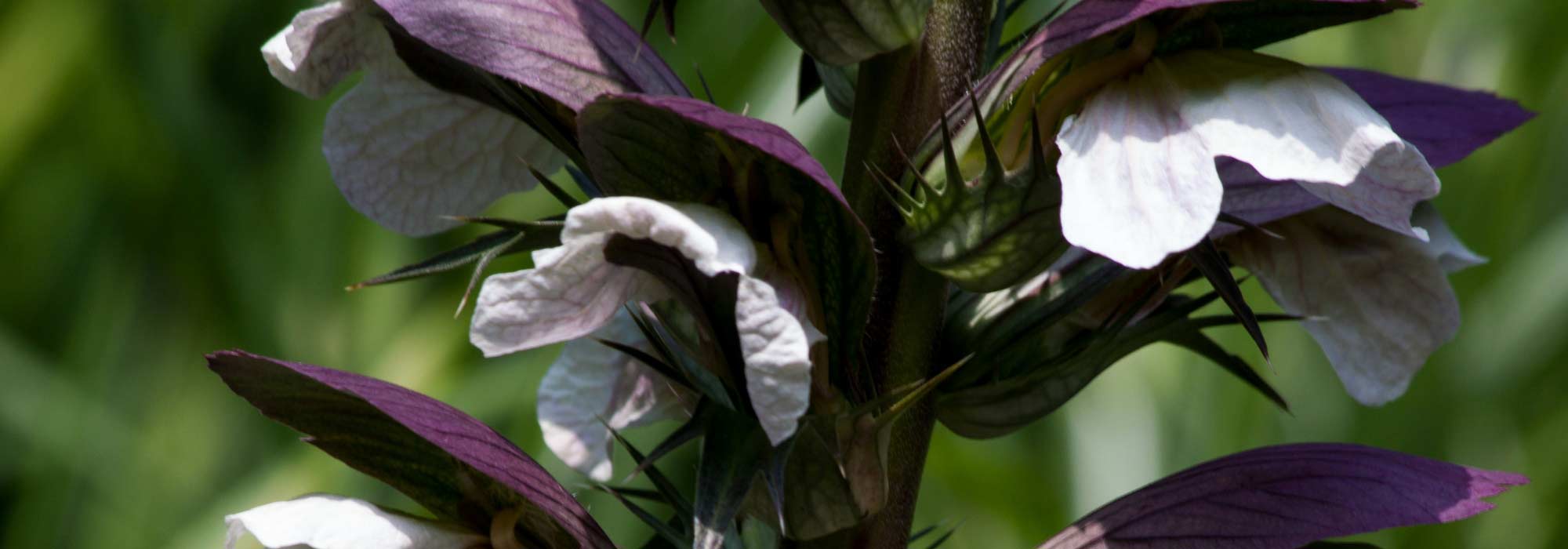 Akanthus pflanzen, kultivieren und pflegen