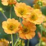 Die Nelkenwurz oder Geum: eine charmante Staude zum Wiederentdecken!