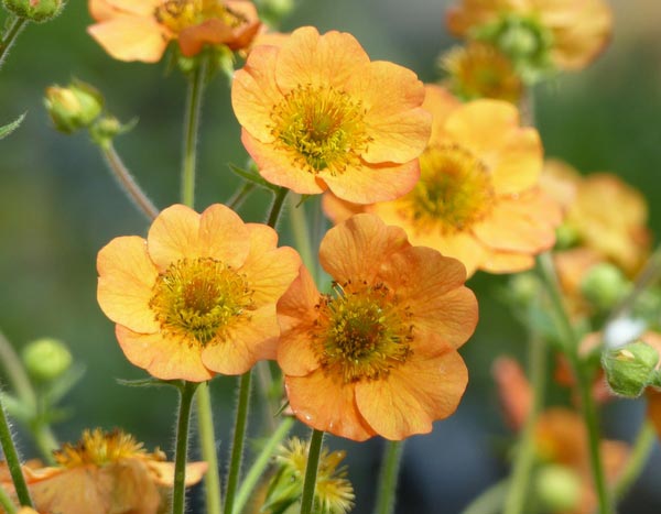 Die Nelkenwurz oder Geum: eine charmante Staude zum Wiederentdecken!