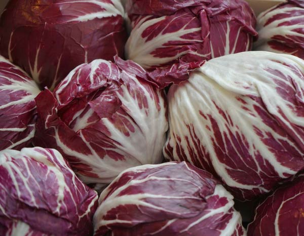 Chicorée, ein Salat, den Sie im Gemüsegarten (wieder)entdecken sollten!