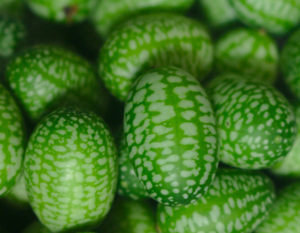 Die Mexikanische Minigurke: eine Mini-Wassermelone mit Gurkengeschmack
