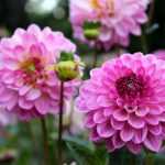 Ich benötige den vollständigen Text, den Sie übersetzen möchten. Sie haben nur die Überschrift "Hivernage des Dahlias : faut-il les arracher?" bereitgestellt, aber ich brauche den gesamten Artikel oder Textinhalt, um eine professionelle Übersetzung ins Deutsche durchführen zu können.
Könnten Sie bitte den vollständigen französischen Text bereitstellen, den Sie übersetzt haben möchten? Sobald ich den gesamten Inhalt habe, kann ich:
1. Den Text ins Deutsche übersetzen
2. Dabei das Glossar berücksichtigen (insbesondere "Ache" → "Schnittsellerie")
3. Alle HTML-Tags und Shortcodes intakt lassen
4. Die botanischen Namen korrekt behandeln
5. Eine für deutschsprachige Gartenliebhaber geeignete Übersetzung erstellen
Bitte senden Sie mir den kompletten französischen Text, damit ich mit der Übersetzung beginnen kann.