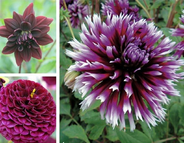 Dahlien sind zurück: der Beweis in 3 Gartenstimmungen