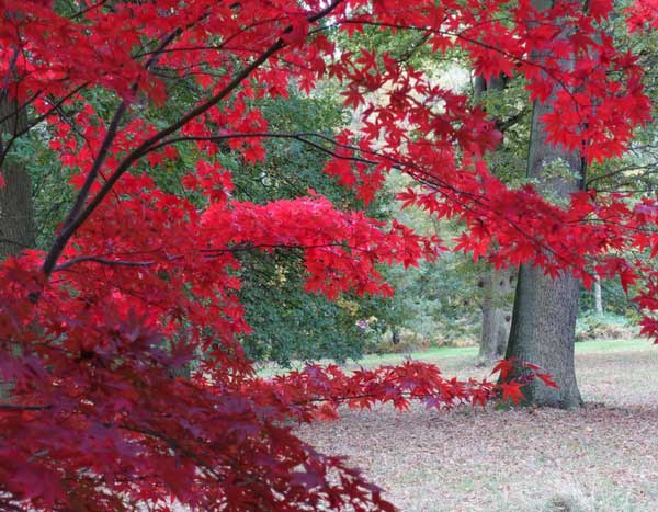 Ahornbäume, Vorsicht vor Verticillium-Welke!