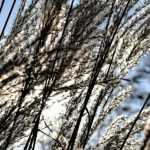 Gräser: die man schneidet, die man kappt