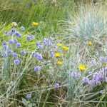 Kontrollierter Zufall im Garten, eine Frage des Stils