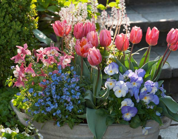 Frühlingsblumenkästen: Bepflanzen Sie sie im September/Oktober ... und danken Sie es uns im März!