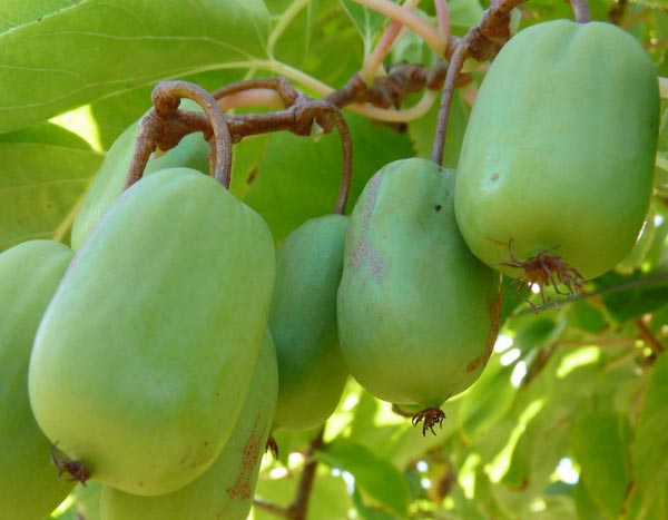 Die Zwergkiwi: eine niedliche Zwerg Kiwi zum Anbeißen!