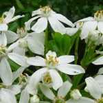 Orangenblume, Choisya: Pflanzung, Schnitt und Pflege