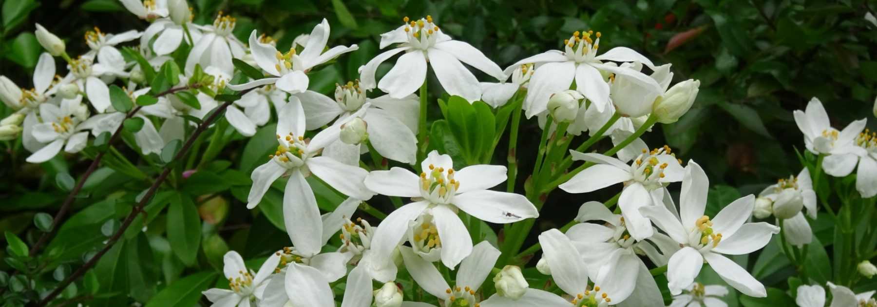 Orangenblume, Choisya: Pflanzung, Schnitt und Pflege