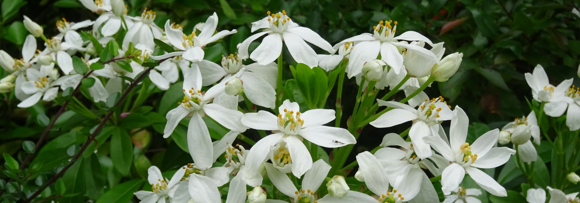 Orangenblume, Choisya: Pflanzung, Rückschnitt und Pflege