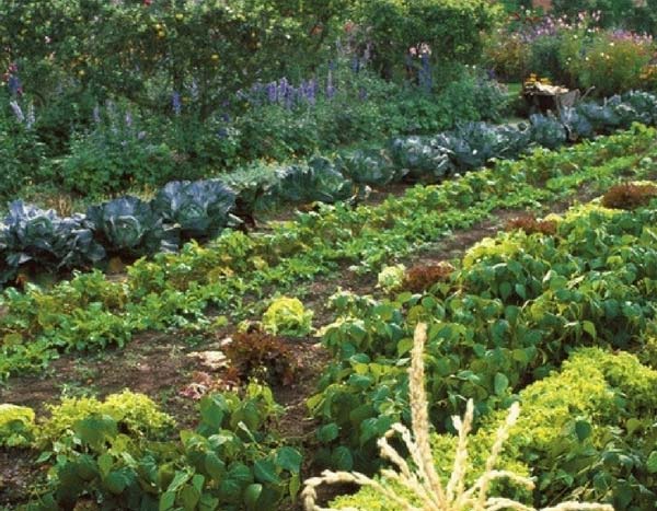 Gemüsegarten planen: Fruchtfolge und Mischkultur in 5 Schritten