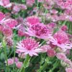 Pflanzen und Blumen