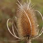 Naturnaher Garten: 5 bemerkenswerte Wildpflanzen