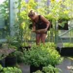 Gemüsegarten auf dem Balkon: 15 Mini-Gemüsesorten, perfekt geeignet