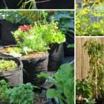 Gemüsegarten in der Stadt, das ist eine sichere Sache!