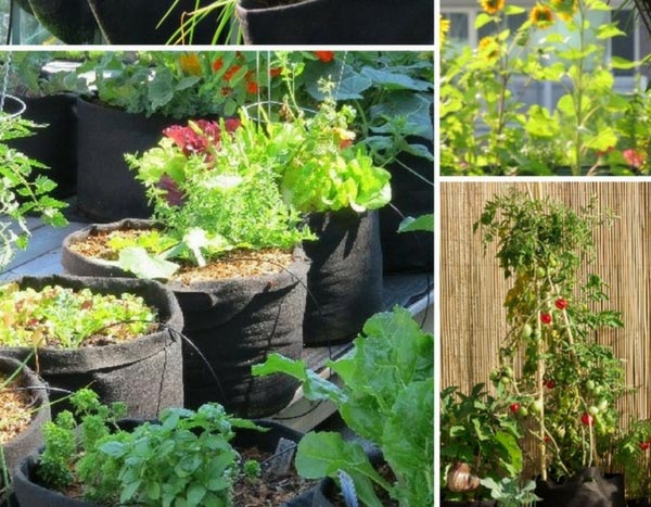 Gemüsegarten in der Stadt, das ist eine sichere Sache!