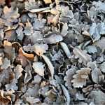 ## Der Gemüsegarten im Winter: 4 Maßnahmen zum Schutz des Bodens und zur Vorbereitung der Erde
Der Winter ist eine entscheidende Zeit für Ihren Gemüsegarten. Auch wenn die meisten Pflanzen ruhen, ist der Boden keineswegs inaktiv. Im Gegenteil: Diese Jahreszeit bietet die perfekte Gelegenheit, Ihren Boden zu schützen und für die nächste Saison vorzubereiten. Hier sind 4 wesentliche Maßnahmen, die Sie ergreifen sollten.
### 1. Bedecken Sie den nackten Boden
Ein unbedeckter Boden ist im Winter zahlreichen Gefahren ausgesetzt: Erosion durch Regen und Wind, Auswaschung von Nährstoffen und Verdichtung. Die Lösung? Eine schützende Decke!
**Mulchen mit organischem Material:**
- Verwenden Sie eine dicke Schicht (5-10 cm) aus Stroh, Laub oder gehäckseltem Holz
- Diese Schicht schützt den Boden vor extremen Temperaturen
- Sie fördert das Leben von Mikroorganismen und Regenwürmern
- Das organische Material zersetzt sich langsam und reichert den Boden mit Humus an
**Gründüngungspflanzen:**
- Winterroggen, Phacelia oder Klee säen
- Diese Pflanzen bedecken den Boden und verhindern Erosion
- Ihre Wurzeln lockern den Boden auf
- Bei der Zersetzung geben sie wertvolle Nährstoffe frei
### 2. Schützen Sie empfindliche Kulturen
Einige Gemüsesorten überwintern direkt im Garten. Sie benötigen besonderen Schutz:
**Wintergemüse schützen:**
- Porree, Grünkohl, Rosenkohl und Pastinaken vertragen Frost
- Eine Schicht aus Stroh oder Laub um die Pflanzenbasis schützt die Wurzeln
- Vlies oder Tunnel aus Kunststoff schützen vor extremen Frösten
**Frühbeete und Gewächshäuser:**
- Reinigen Sie die Abdeckungen für maximale Lichtdurchlässigkeit
- Isolieren Sie die Seiten mit Noppenfolie oder Strohballen
- Lüften Sie an sonnigen Tagen, um übermäßige Feuchtigkeit zu vermeiden
### 3. Verbessern Sie die Bodenstruktur
Der Winter ist der ideale Zeitpunkt, um die Bodenstruktur zu verbessern, ohne die empfindlichen Wurzeln zu stören.
**Lehmböden bearbeiten:**
- Bei trockenem Wetter umgraben, um schwere Klumpen zu zerkleinern
- Sand oder Kompost einarbeiten, um die Drainage zu verbessern
- Die Frost-Tau-Wechselwirkung zerkleinert die Klumpen natürlich
**Sandige Böden anreichern:**
- Kompost, gut verrotteten Mist oder Tonmehl einarbeiten
- Diese Materialien verbessern die Wasserspeicherfähigkeit
- Sie erhöhen den Nährstoffgehalt des Bodens
### 4. Planen Sie die Fruchtfolge
Nutzen Sie die Wintermonate, um Ihre Anbauplanung für das kommende Jahr zu organisieren.
**Fruchtfolge beachten:**
- Vermeiden Sie, dieselbe Pflanzenfamilie zwei Jahre hintereinander am selben Standort anzubauen
- Rotieren Sie zwischen Blattgemüse, Wurzelgemüse, Hülsenfrüchten und Fruchtgemüse
- Berücksichtigen Sie die Nährstoffbedürfnisse jeder Kultur
**Bodenanalyse durchführen:**
- Entnehmen Sie Bodenproben aus verschiedenen Bereichen Ihres Gartens
- Lassen Sie diese analysieren, um den pH-Wert und Nährstoffgehalt zu bestimmen
- Passen Sie Ihre Düngung entsprechend den Ergebnissen an
### Zusätzliche Tipps für den Winter
**Kompostpflege:**
- Decken Sie Ihren Komposthaufen mit einer Schicht aus Stroh oder Laub ab
- Drehen Sie den Kompost an milden Tagen, um die Zersetzung zu fördern
- Sammeln Sie weiterhin Küchenabfälle für Ihren Kompost
**Werkzeugwartung:**
- Reinigen und schärfen Sie Ihre Gartengeräte
- Ölen Sie Metallteile, um Rost zu verhindern
- Reparieren Sie beschädigte Griffe und Stiele
**Samenbestand überprüfen:**
- Sortieren Sie Ihre Samen nach Verfallsdatum
- Bestellen Sie fehlende Sorten rechtzeitig
- Planen Sie Ihre Aussaattermine für das Frühjahr
### Fazit
Der Winter ist keine tote Zeit im Gemüsegarten, sondern eine Phase der Vorbereitung und Regeneration. Indem Sie diese 4 Maßnahmen umsetzen – Bodenbedeckung, Pflanzenschutz, Bodenverbesserung und Anbauplanung – schaffen Sie die besten Voraussetzungen für eine erfolgreiche Gartensaison.
Denken Sie daran: Ein gesunder, geschützter Boden im Winter bedeutet reiche Ernten im Sommer. Nutzen Sie diese ruhige Zeit, um Ihrem Garten die Aufmerksamkeit zu schenken, die er verdient. Ihr Boden wird es Ihnen mit üppigem Wachstum und gesunden Pflanzen danken.
Haben Sie weitere Fragen zum Wintergemüsegarten? Teilen Sie Ihre Erfahrungen in den Kommentaren mit!