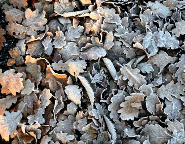 ## Der Gemüsegarten im Winter: 4 Maßnahmen zum Schutz des Bodens und zur Vorbereitung der Erde

Der Winter ist eine entscheidende Zeit für Ihren Gemüsegarten. Auch wenn die meisten Pflanzen ruhen, ist der Boden keineswegs inaktiv. Im Gegenteil: Diese Jahreszeit bietet die perfekte Gelegenheit, Ihren Boden zu schützen und für die nächste Saison vorzubereiten. Hier sind 4 wesentliche Maßnahmen, die Sie ergreifen sollten.

### 1. Bedecken Sie den nackten Boden

Ein unbedeckter Boden ist im Winter zahlreichen Gefahren ausgesetzt: Erosion durch Regen und Wind, Auswaschung von Nährstoffen und Verdichtung. Die Lösung? Eine schützende Decke!

**Mulchen mit organischem Material:**
- Verwenden Sie eine dicke Schicht (5-10 cm) aus Stroh, Laub oder gehäckseltem Holz
- Diese Schicht schützt den Boden vor extremen Temperaturen
- Sie fördert das Leben von Mikroorganismen und Regenwürmern
- Das organische Material zersetzt sich langsam und reichert den Boden mit Humus an

**Gründüngungspflanzen:**
- Winterroggen, Phacelia oder Klee säen
- Diese Pflanzen bedecken den Boden und verhindern Erosion
- Ihre Wurzeln lockern den Boden auf
- Bei der Zersetzung geben sie wertvolle Nährstoffe frei

### 2. Schützen Sie empfindliche Kulturen

Einige Gemüsesorten überwintern direkt im Garten. Sie benötigen besonderen Schutz:

**Wintergemüse schützen:**
- Porree, Grünkohl, Rosenkohl und Pastinaken vertragen Frost
- Eine Schicht aus Stroh oder Laub um die Pflanzenbasis schützt die Wurzeln
- Vlies oder Tunnel aus Kunststoff schützen vor extremen Frösten

**Frühbeete und Gewächshäuser:**
- Reinigen Sie die Abdeckungen für maximale Lichtdurchlässigkeit
- Isolieren Sie die Seiten mit Noppenfolie oder Strohballen
- Lüften Sie an sonnigen Tagen, um übermäßige Feuchtigkeit zu vermeiden

### 3. Verbessern Sie die Bodenstruktur

Der Winter ist der ideale Zeitpunkt, um die Bodenstruktur zu verbessern, ohne die empfindlichen Wurzeln zu stören.

**Lehmböden bearbeiten:**
- Bei trockenem Wetter umgraben, um schwere Klumpen zu zerkleinern
- Sand oder Kompost einarbeiten, um die Drainage zu verbessern
- Die Frost-Tau-Wechselwirkung zerkleinert die Klumpen natürlich

**Sandige Böden anreichern:**
- Kompost, gut verrotteten Mist oder Tonmehl einarbeiten
- Diese Materialien verbessern die Wasserspeicherfähigkeit
- Sie erhöhen den Nährstoffgehalt des Bodens

### 4. Planen Sie die Fruchtfolge

Nutzen Sie die Wintermonate, um Ihre Anbauplanung für das kommende Jahr zu organisieren.

**Fruchtfolge beachten:**
- Vermeiden Sie, dieselbe Pflanzenfamilie zwei Jahre hintereinander am selben Standort anzubauen
- Rotieren Sie zwischen Blattgemüse, Wurzelgemüse, Hülsenfrüchten und Fruchtgemüse
- Berücksichtigen Sie die Nährstoffbedürfnisse jeder Kultur

**Bodenanalyse durchführen:**
- Entnehmen Sie Bodenproben aus verschiedenen Bereichen Ihres Gartens
- Lassen Sie diese analysieren, um den pH-Wert und Nährstoffgehalt zu bestimmen
- Passen Sie Ihre Düngung entsprechend den Ergebnissen an

### Zusätzliche Tipps für den Winter

**Kompostpflege:**
- Decken Sie Ihren Komposthaufen mit einer Schicht aus Stroh oder Laub ab
- Drehen Sie den Kompost an milden Tagen, um die Zersetzung zu fördern
- Sammeln Sie weiterhin Küchenabfälle für Ihren Kompost

**Werkzeugwartung:**
- Reinigen und schärfen Sie Ihre Gartengeräte
- Ölen Sie Metallteile, um Rost zu verhindern
- Reparieren Sie beschädigte Griffe und Stiele

**Samenbestand überprüfen:**
- Sortieren Sie Ihre Samen nach Verfallsdatum
- Bestellen Sie fehlende Sorten rechtzeitig
- Planen Sie Ihre Aussaattermine für das Frühjahr

### Fazit

Der Winter ist keine tote Zeit im Gemüsegarten, sondern eine Phase der Vorbereitung und Regeneration. Indem Sie diese 4 Maßnahmen umsetzen – Bodenbedeckung, Pflanzenschutz, Bodenverbesserung und Anbauplanung – schaffen Sie die besten Voraussetzungen für eine erfolgreiche Gartensaison.

Denken Sie daran: Ein gesunder, geschützter Boden im Winter bedeutet reiche Ernten im Sommer. Nutzen Sie diese ruhige Zeit, um Ihrem Garten die Aufmerksamkeit zu schenken, die er verdient. Ihr Boden wird es Ihnen mit üppigem Wachstum und gesunden Pflanzen danken.

Haben Sie weitere Fragen zum Wintergemüsegarten? Teilen Sie Ihre Erfahrungen in den Kommentaren mit!