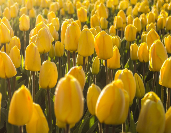Wie Sie Ihre Tulpen in 5 Lektionen zum Scheitern bringen