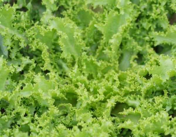 Mesclun: viele Vorteile
