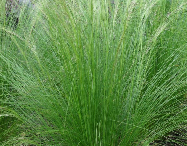 Ziergräser: Federgras oder Stipa tenuifolia – was tun damit?