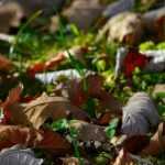 Ich benötige den vollständigen Text, den Sie übersetzen möchten. Sie haben nur den Titel "Toile de paillage : pour ou contre?" angegeben. Um eine professionelle Übersetzung für Ihren WordPress-Blog auf promessedefleurs.com zu erstellen, benötige ich den gesamten Artikeltext inklusive aller HTML-Tags, Shortcodes und botanischen Begriffe.
Könnten Sie bitte den vollständigen Artikelinhalt bereitstellen? Dann kann ich als spezialisierter Übersetzer für botanische und gartenbauliche Inhalte eine präzise, flüssige und an das deutschsprachige Publikum angepasste Übersetzung erstellen, die alle technischen Elemente (HTML, Shortcodes) korrekt behandelt und die botanischen Fachbegriffe angemessen berücksichtigt.