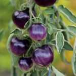 10 seltene oder außergewöhnliche Tomatensorten, mit denen Sie Ihre Freunde beeindrucken werden