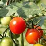 Tomaten anbinden