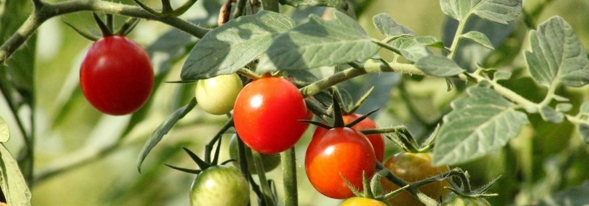 Tomaten anbinden