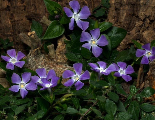 10 ausdauernde Bodendecker, die Sie in Ihrem Garten haben müssen!
