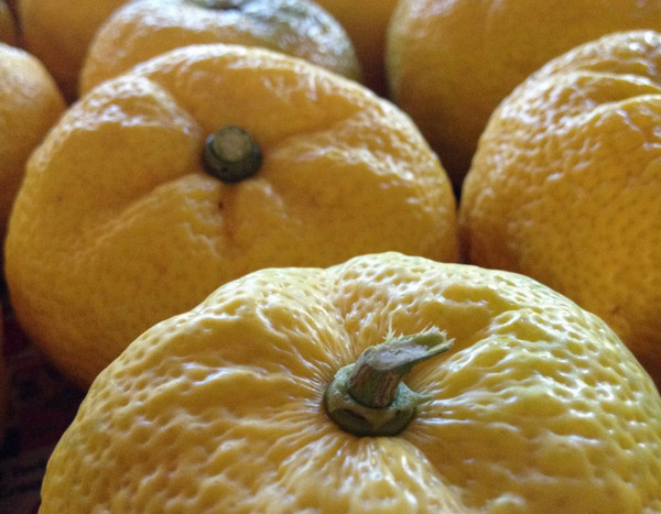 Yuzu: ein begehrter japanischer Zitronenbaum