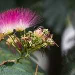 Die Albizia: Pflanzen, Schneiden und Pflegen