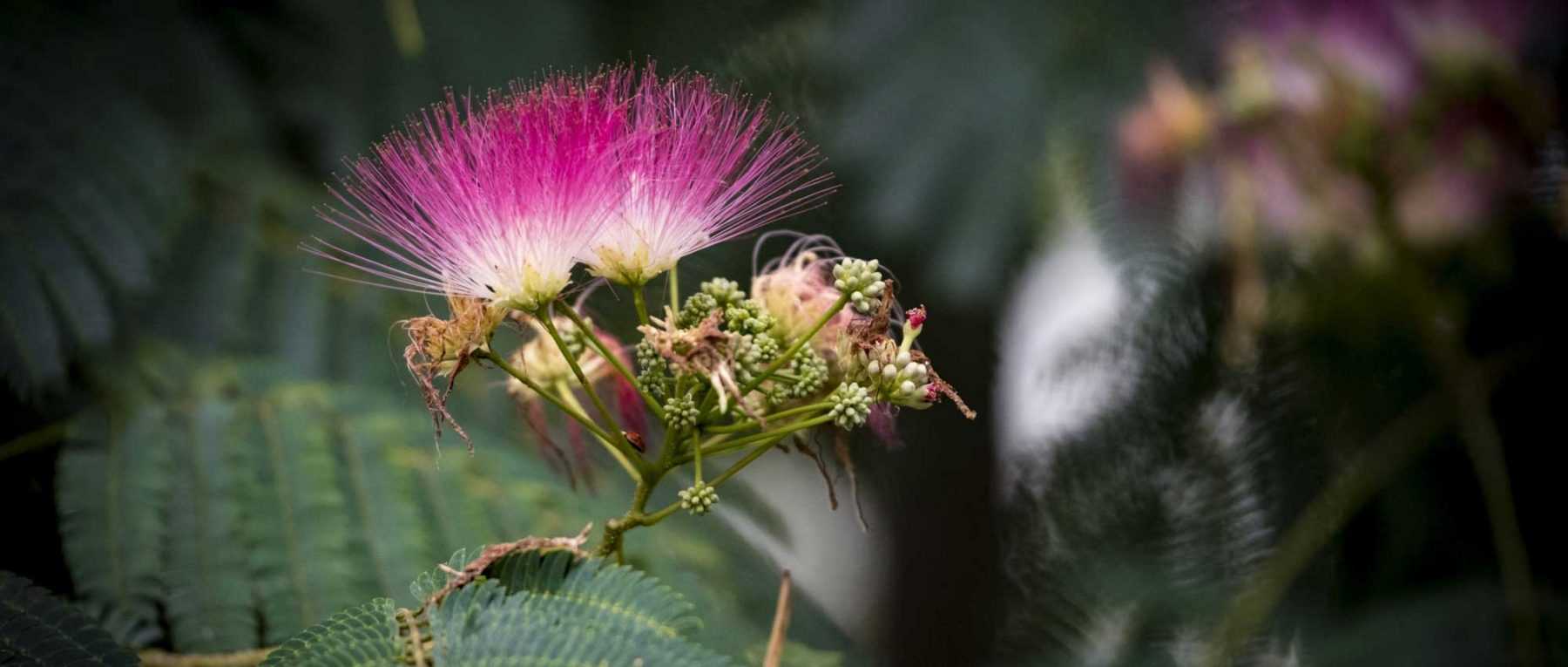 Die Albizia: Pflanzen, Schneiden und Pflegen