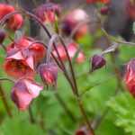 Die Nelkenwurz (Geum): Pflanzen, Pflegen und Kultivieren