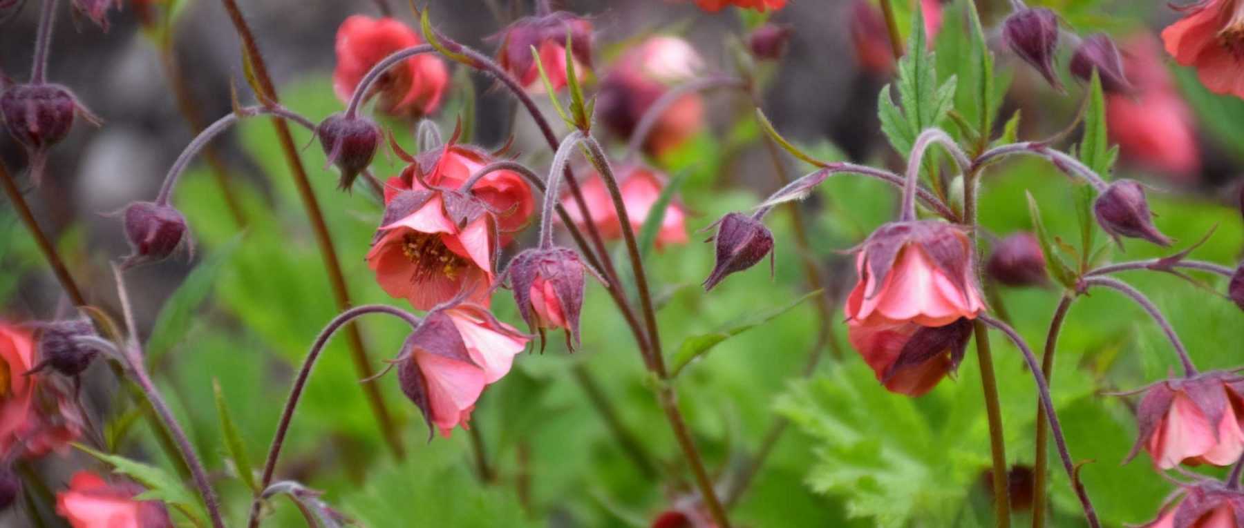 Die Nelkenwurz (Geum): Pflanzen, Pflegen und Kultivieren