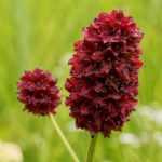Die Pimpinelle oder Sanguisorba: Pflanzung, Pflege und Kultivierung
