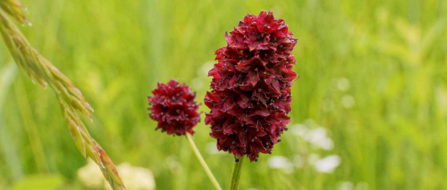 Die Pimpinelle oder Sanguisorba: Pflanzung, Pflege und Kultivierung