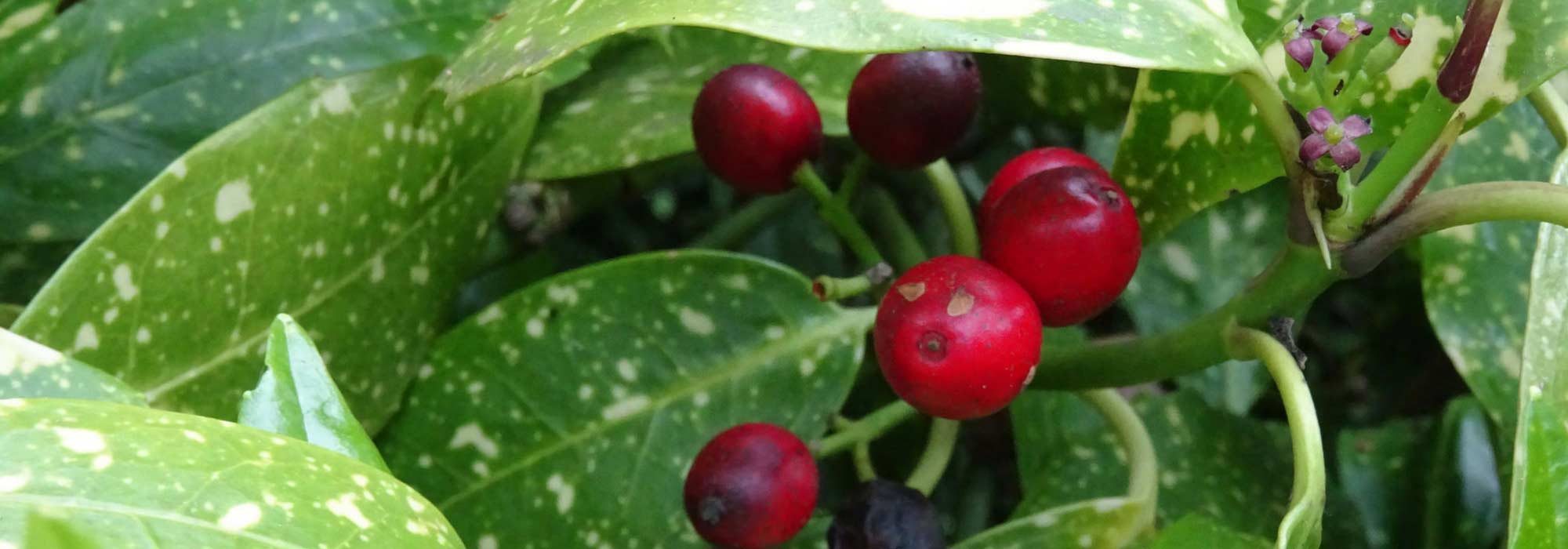 Aukube: pflanzen, Rückschnitt und Pflege