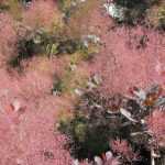 Cotinus, Perückenstrauch: Pflanzen, Schneiden, Pflegen