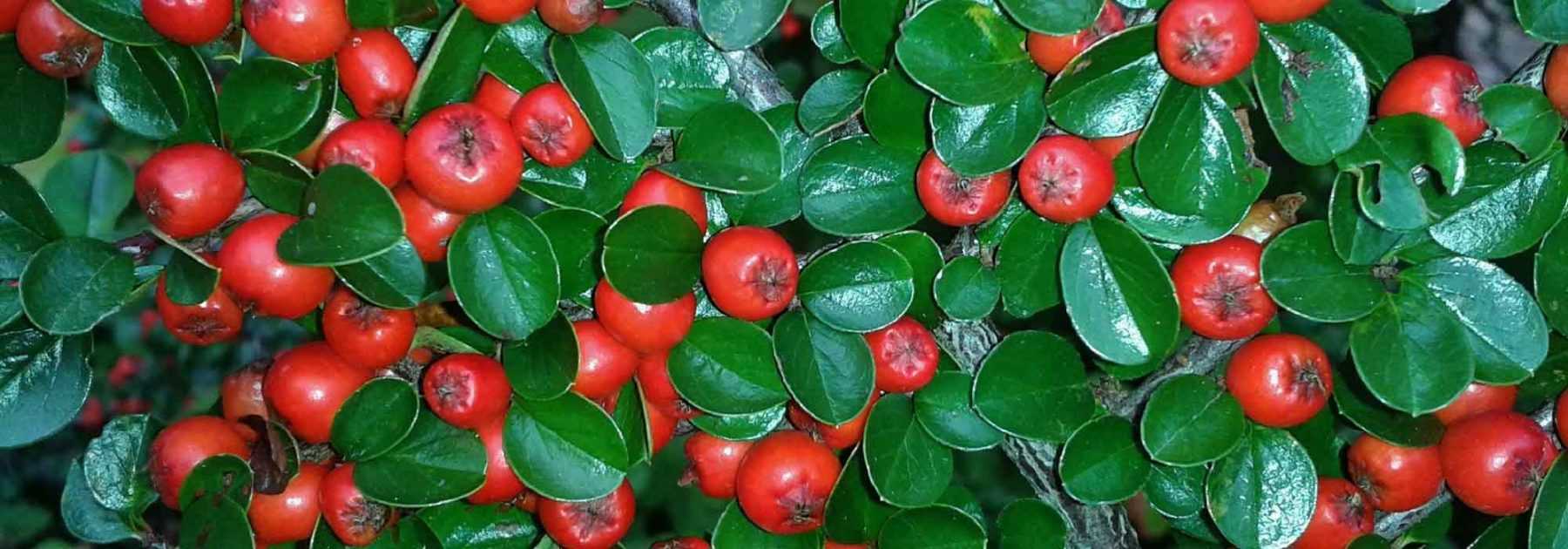 Zwergmispel: Pflanzen, Schneiden, Pflegen