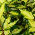 Elaeagnus oder Ölweide: Pflanzung, Schnitt und Pflegetipps