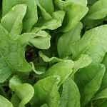Spinat: Aussaat, Anbau und Ernte im Gemüsegarten