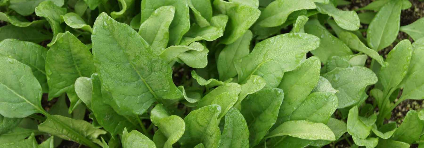 Spinat: Aussaat, Anbau und Ernte im Gemüsegarten