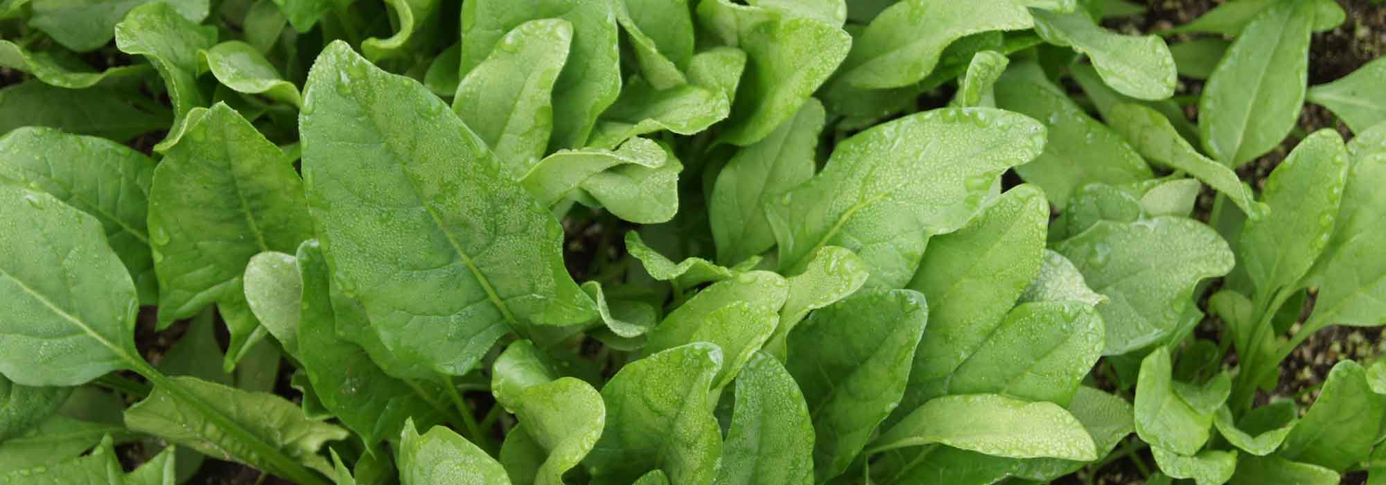 Spinat: säen, anbauen und im Gemüsegarten ernten