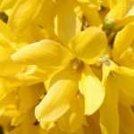 Forsythie: Pflanzen, Schneiden und Pflegen